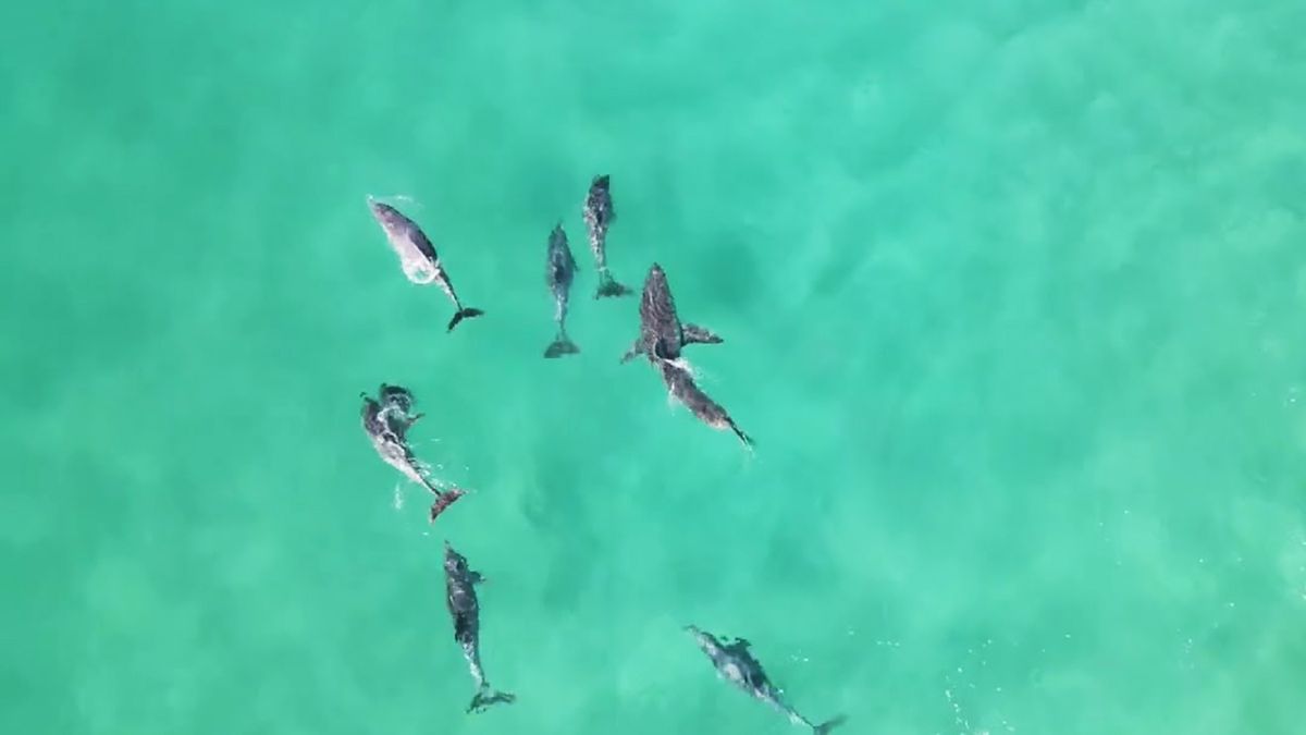 Sieć obiegło nagranie ukazujące delfiny, krążące wokół żarłacza białego