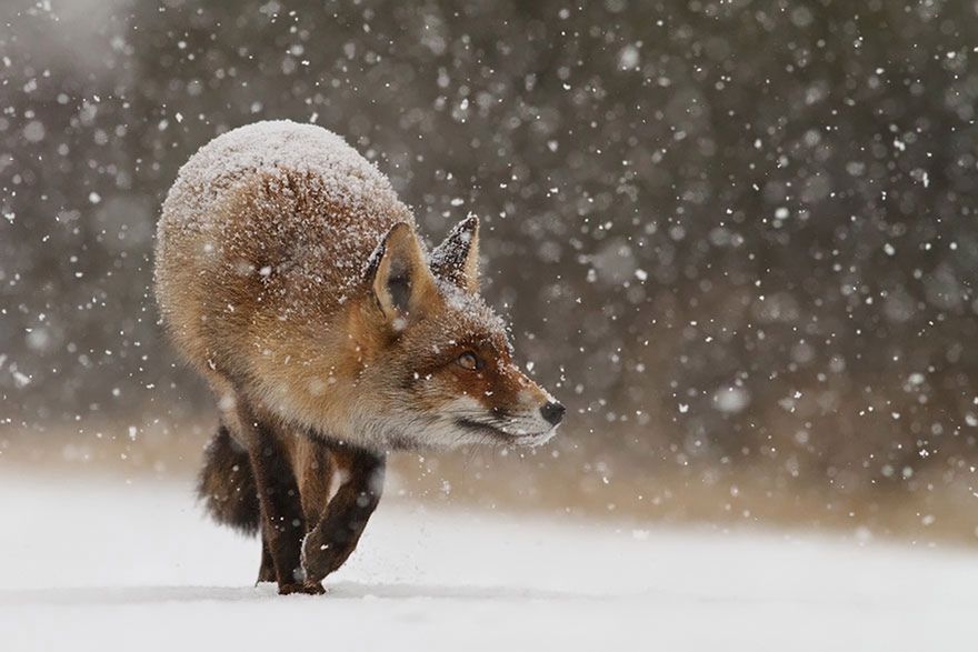 Jak robi lis? Czyli dzikie lisy Roeselien Raimond 17