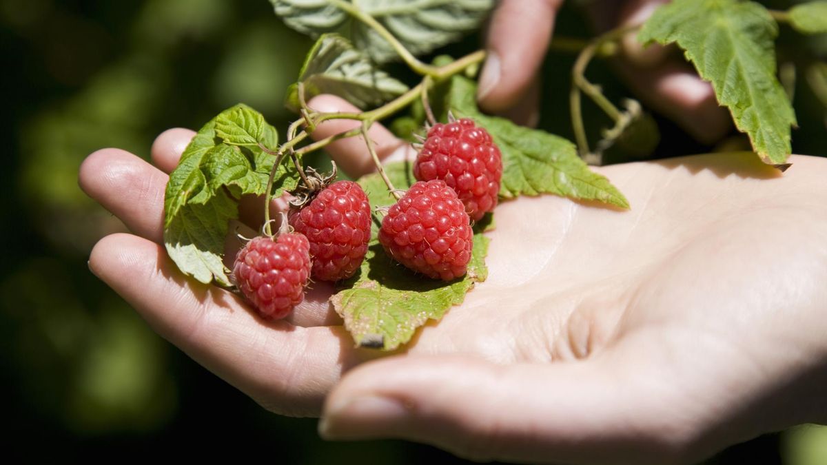 Herbatka z łodyg malin chroni przed zakrzepicą