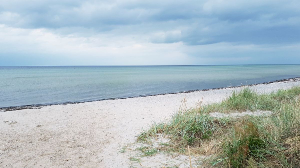 Niepokojące odkrycie nad Bałtykiem. Znaleziono martwego morświna