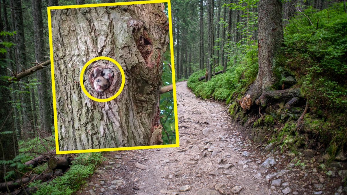 Rzadki widok. Trzy popielice w dziupli