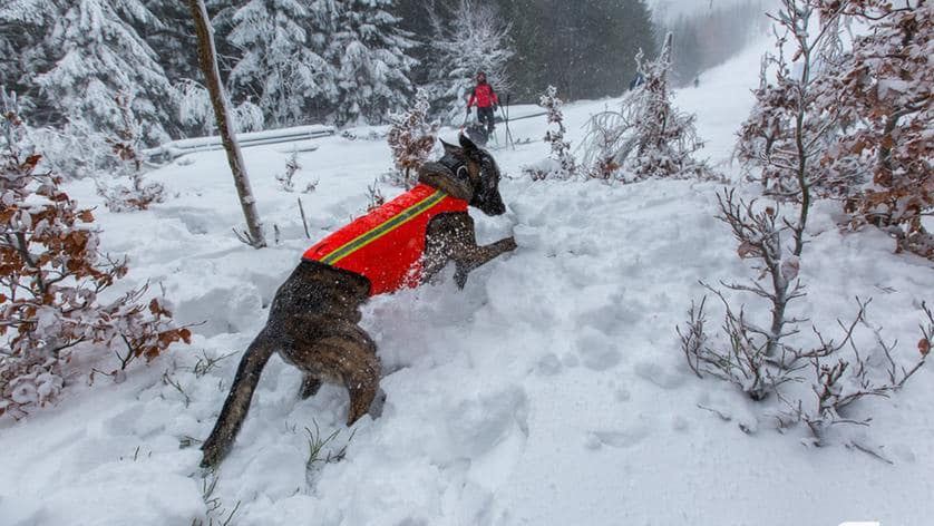 Czort ma 2,5 roku. To pies-ratownik karkonoskiego GOPR-u