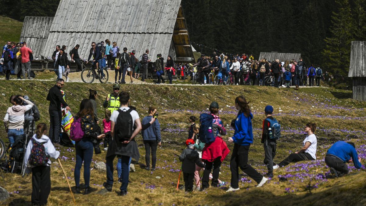 CHOCHOLOWSKA VALLEY, POLAND - APRIL 22, 2023:
Over 10,000 visitors entered the Tatra National Park today to admire a sea of purple and white crocuses stretches out across the valley floor of Chocholowska, creating a stunning and serene landscape, on April 21, 2023, in Chocholowska Valley, Witow, Poland.
For many nature lovers, the sight of colorful carpets of crocuses is a long-awaited sign of spring's arrival. As the snow melts away, the meadows come to life with an explosion of purple, bringing a much-needed burst of color to the gray winter landscape. This stunning transition from a calm white to a vivid violet, and finally to a fresh spring green, is a true celebration of the beauty and resilience of nature. (Photo by Artur Widak/Anadolu Agency via Getty Images)
