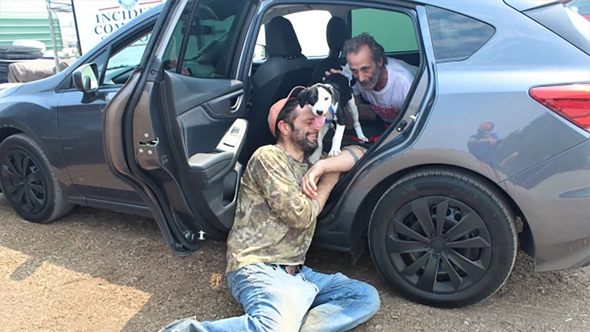 Szczeniak zgubił się w pożarze. Przyszedł do fotoreportera, a ten odnalazł jego pana 1