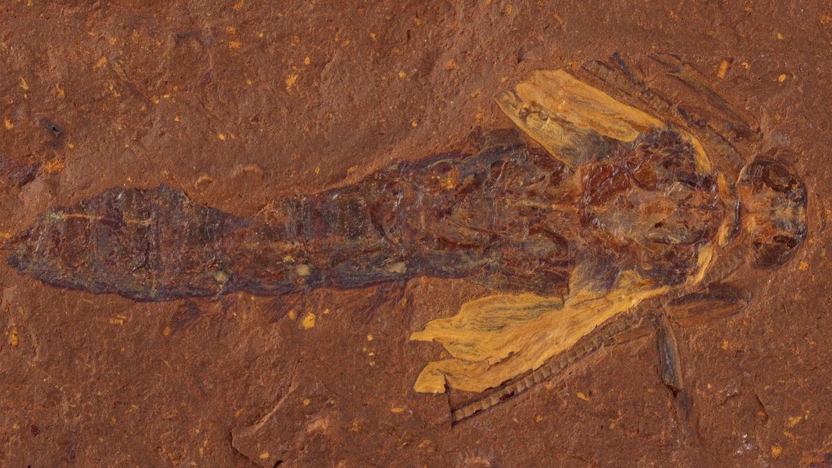 Szczątki Trichoptera