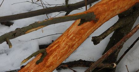 Wiadomo, kto niszczy drzewa. Zdjęcie z Karkonoszy