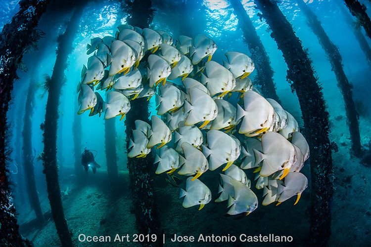 Tragiczny los przyrody na zdjęciach Ocean Art Photo Contest 18