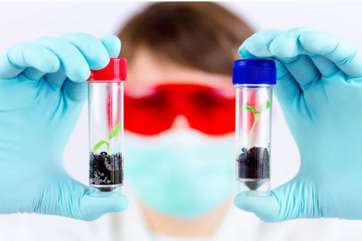 Proces powstawania bezpestkowych arbuzów jest złożony