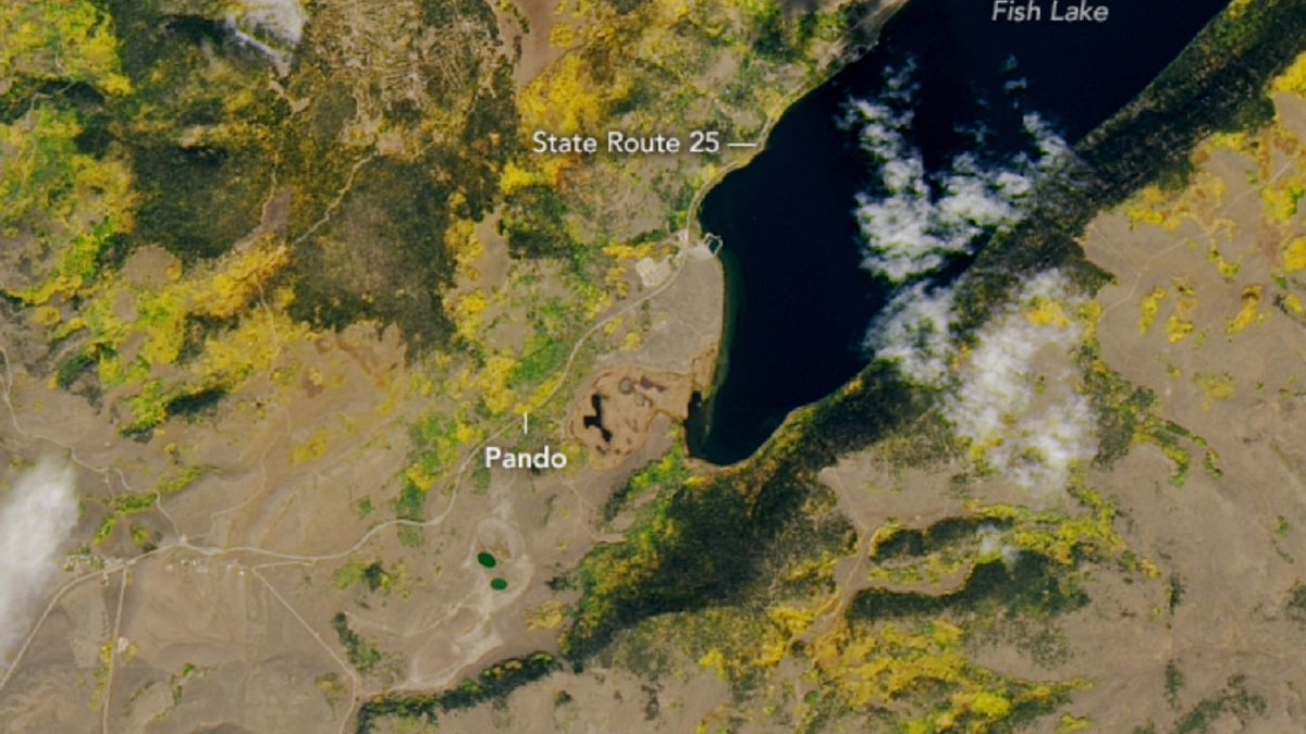 Największy organizm świata.