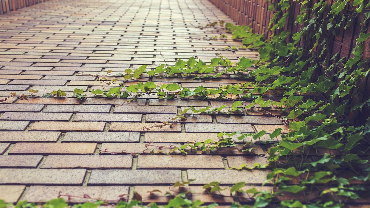 Jak wyczyścić kostkę brukową?
