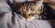 Dlaczego warto mieć kota? Oto nieoczywiste powody