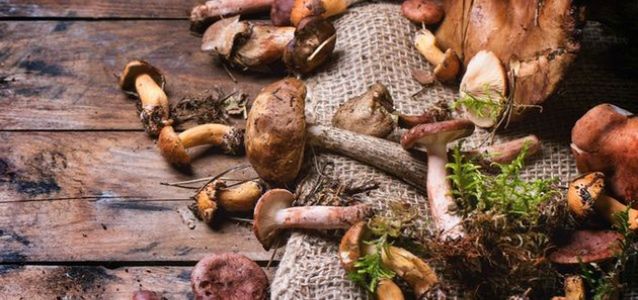 Jakie są objawy zatrucia grzybami?