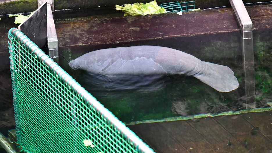 Wrocław. Baby boom w ZOO. Na świat przyszły kolejne maluchy