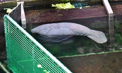 Wrocław. Baby boom w ZOO. Na świat przyszły kolejne maluchy