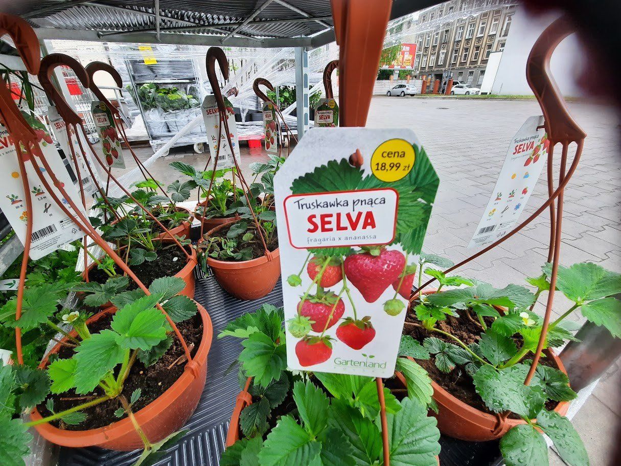 truskawki na balkon