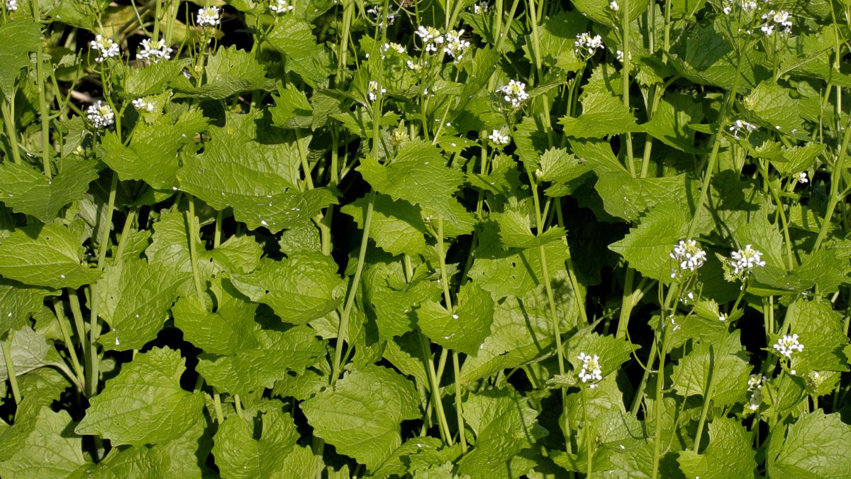 Czosnaczek pospolity - niezwykła roślina porastająca polskie lasy