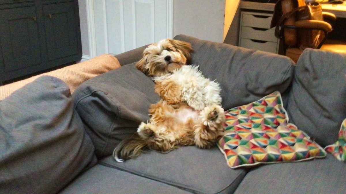 Comedy Pet Photography Awards 2022: Najzabawniejsze zwierzaki świata powracają 1