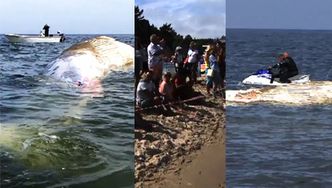 Wieloryb na polskiej plaży! "Jest w stanie delikatnego rozkładu"