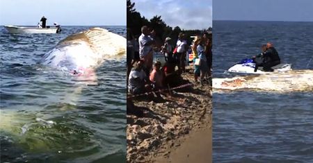 Wieloryb na polskiej plaży! "Jest w stanie delikatnego rozkładu"