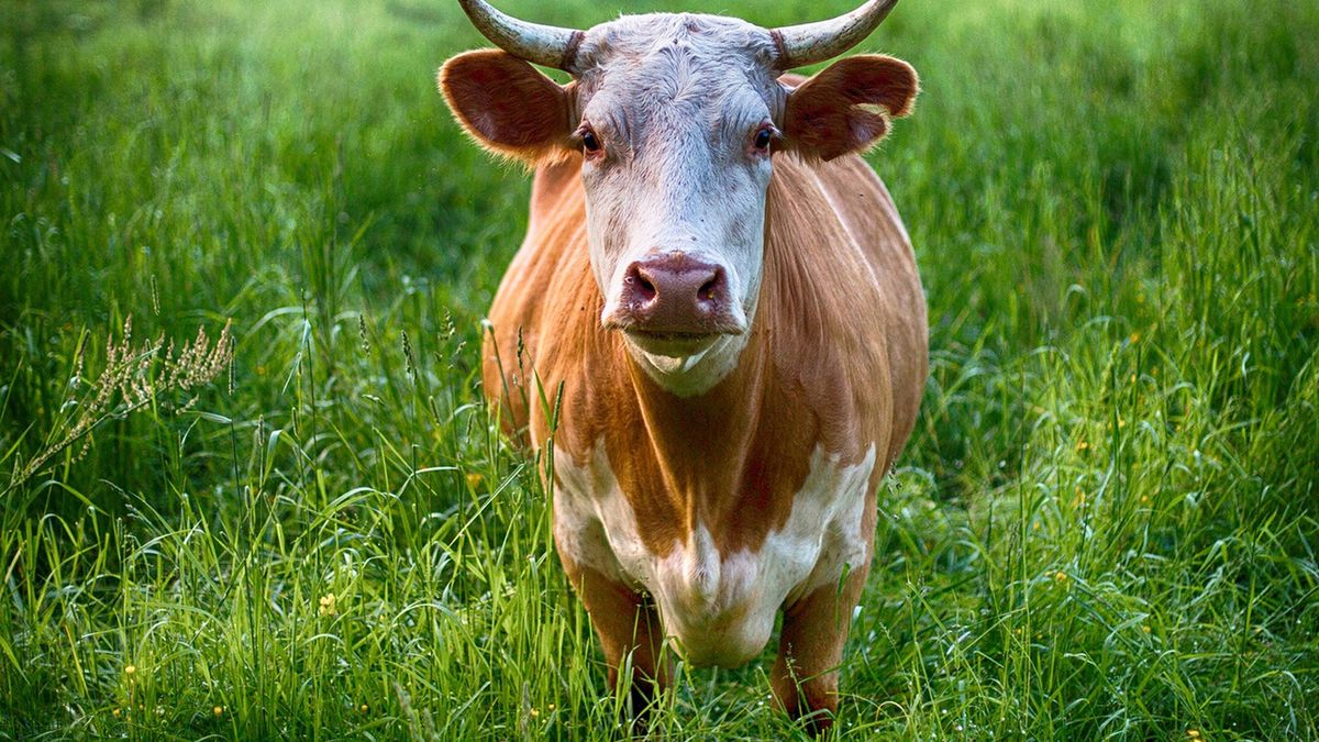 Byk śmiertelnie ranił pracownika uprzątającego oborę (zdj. ilustracyjne)