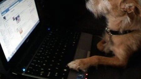 Zwierzaki też grają! 1