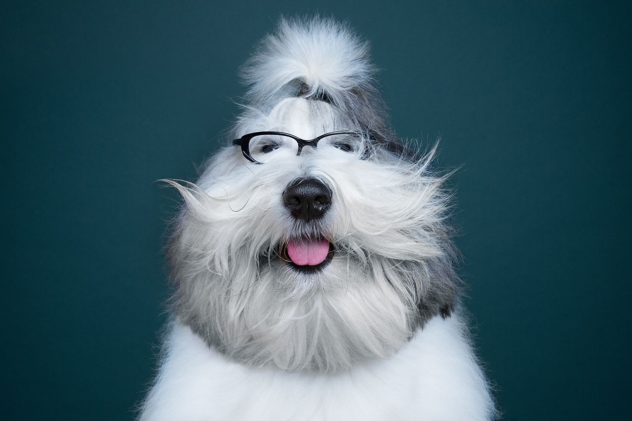 Alexander Khokhlov pokazuje ludzką naturę na portretach psów. Zdjęcia, które poprawiają humor