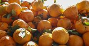 Hybryda cytrusów. Lepsza niż mandarynki, nie zawiera pestek