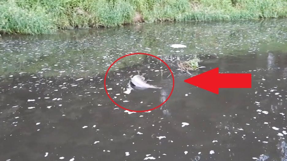 Katastrofa ekologiczna w Dolinie Baryczy. Służby badają przyczynę