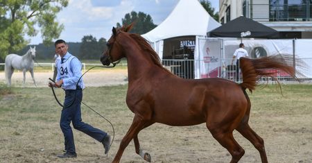 NIK skontrolowała państwowe hodowle koni. Średnia cena konia arabskiego spadła ze 104 tys. zł do 24 tys. zł