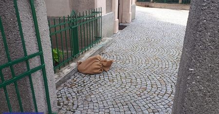Jawor. Szczenięta podrzucone w worku pod kościół. Zostały uratowane