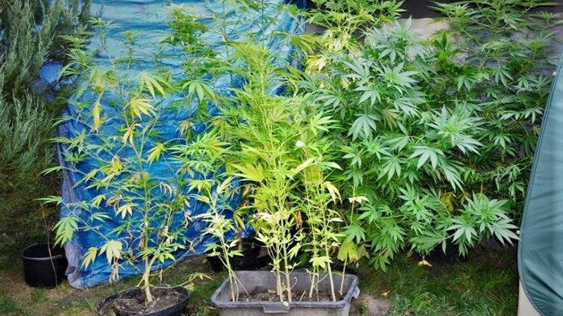 marihuana sadzonki konopie indyjskie