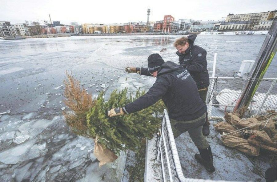 Choinki zatopione wokół Sztokholmu zostają siedliskami dla ryb