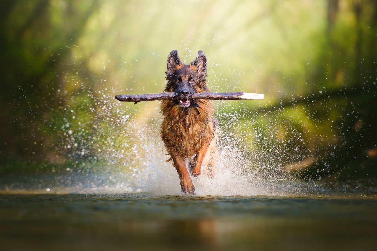 Fotografka wypracowała sobie technikę pracy ze zwierzętami. Stosuje technikę nagradzania. Używa smakołyków lub zabawek, dzięki czemu psy są zawsze zadowolone, a sesja zdjęciowa jest dla nich przyjemnością.  Kiedy chce, żeby pies spojrzał w obiektyw, korzysta z piszczących zabawek, albo sama wydaje dziwne dźwięki. Często prosi też właścicieli o pomoc.