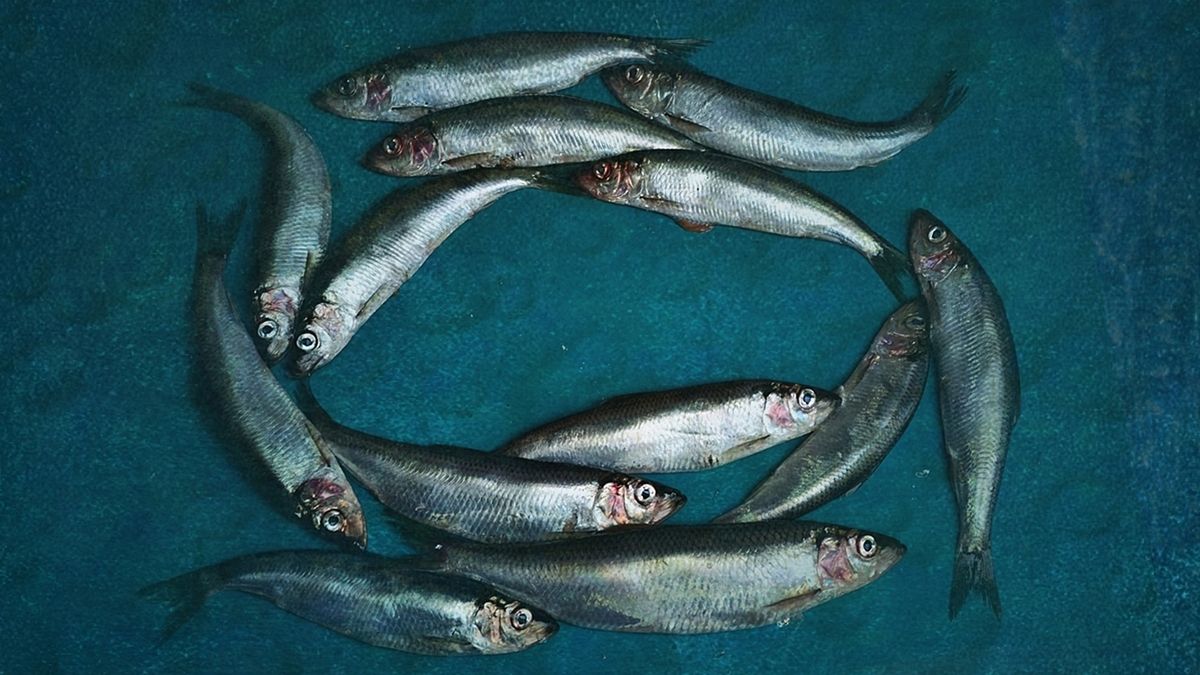 Renesansowe zdjęcia martwej natury w twórczości Katarzyny Załużnej 1