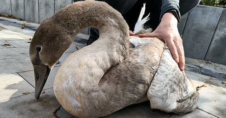 Zauważył rannego łabędzia. Zdjęcia z akcji ratunkowej na stawie pod Krakowem