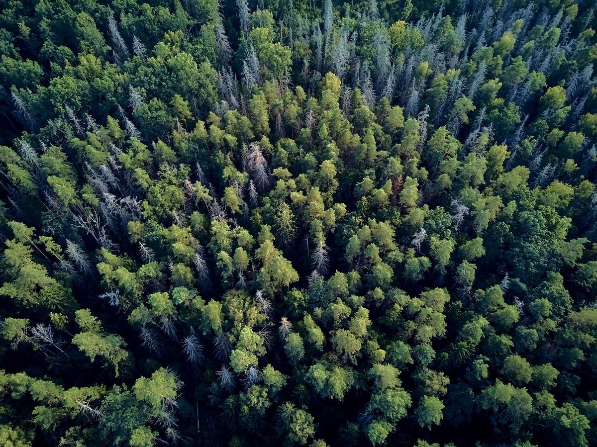 Widok na Białowieski Park Narodowy