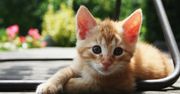 Gadżety dla... kotów. Zapewnij swojemu pupilowi raj na ziemi