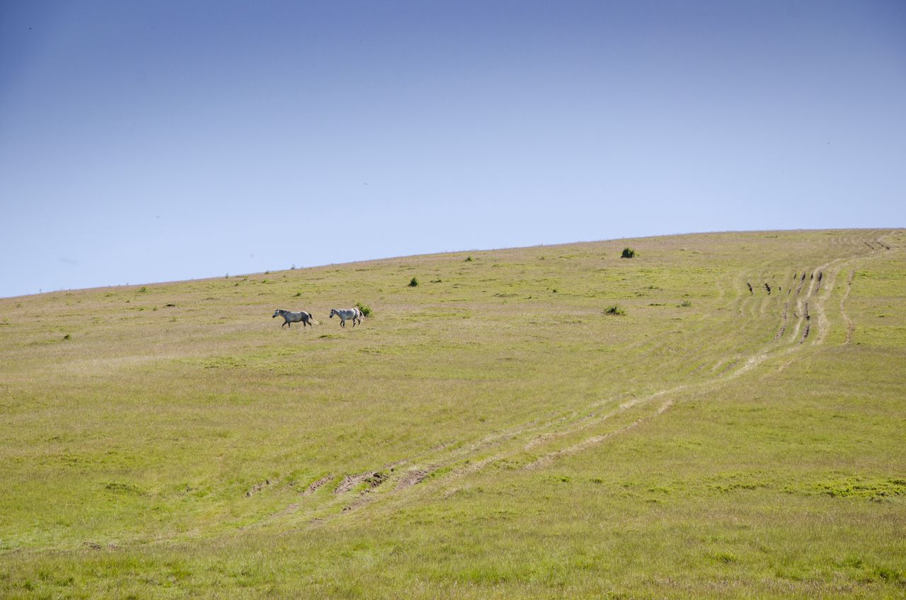 Dzikie konie na wzgórzu i prowadzące na nie ślady wyryte bez wątpienia przez terenówki, którymi prawdopodobnie jechali turyści 