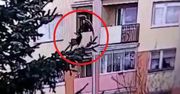 Wnuk wyrzucił babcię przez balkon. Wszystko zarejestrowała kamera monitoringu