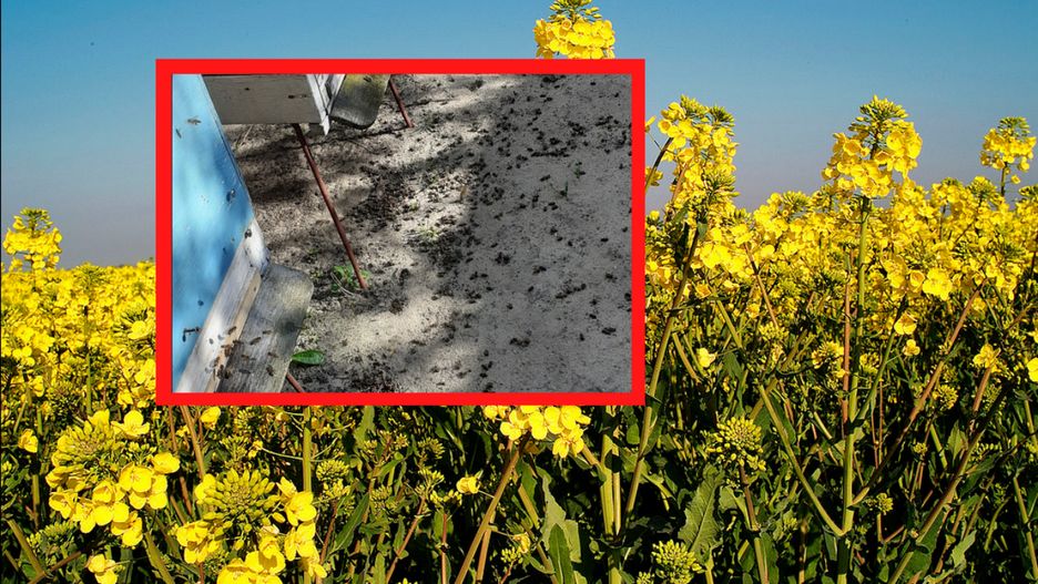 Tysiące pszczół lotnych zginęły w Pleszewie - najprawdopodobniej przez opryski. 