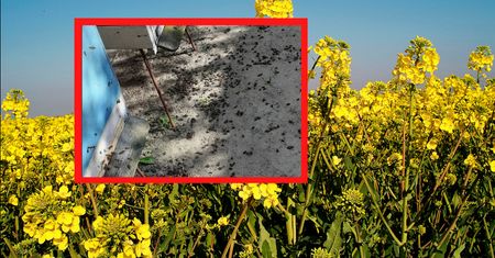 Okropny widok w Pleszewie. Zdjęcia krążą w sieci