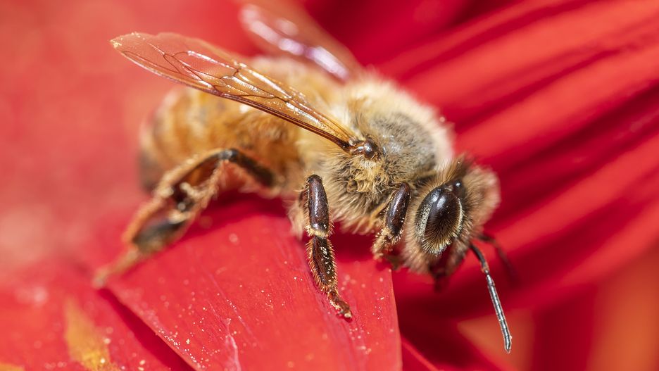 A honey bee
