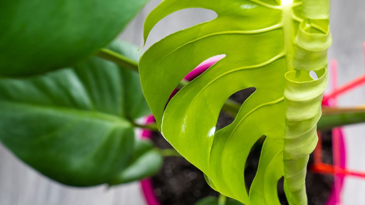 Zastosuj ten nawóz, a monstera zacznie wypuszczać nowe liście