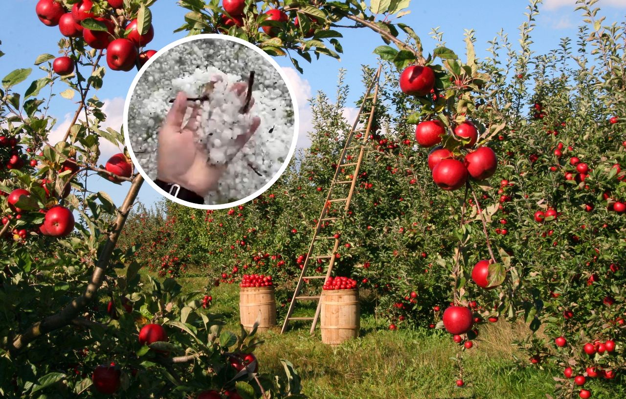 Sadownicy zdruzgotani po gradobiciu. Poszli się modlić na Jasną Górę