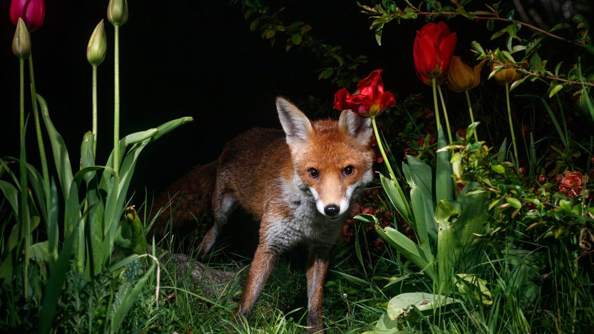 Co nocą w trawie piszczy? Genialne zdjęcia dzikiej przyrody zrobione w ogródku 1