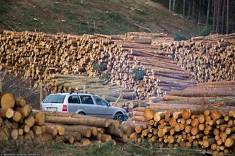 Gigantyczny przekręt na drewnie. Śledczy wkroczyli do domów prezesów