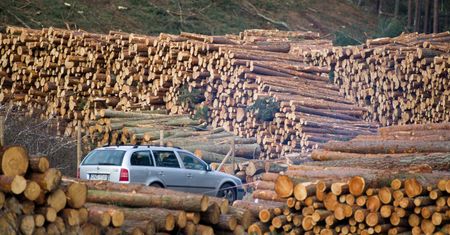 Gigantyczny przekręt na drewnie. Śledczy wkroczyli do domów prezesów