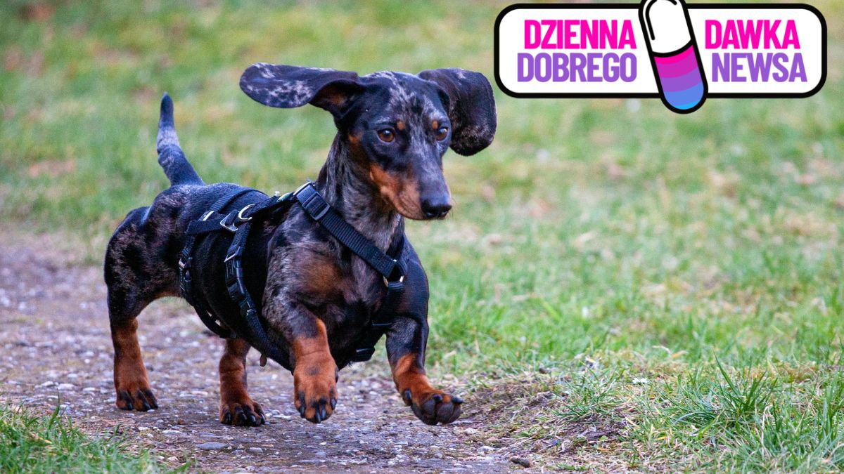 Jamnik (zdjęcie podglądowe)