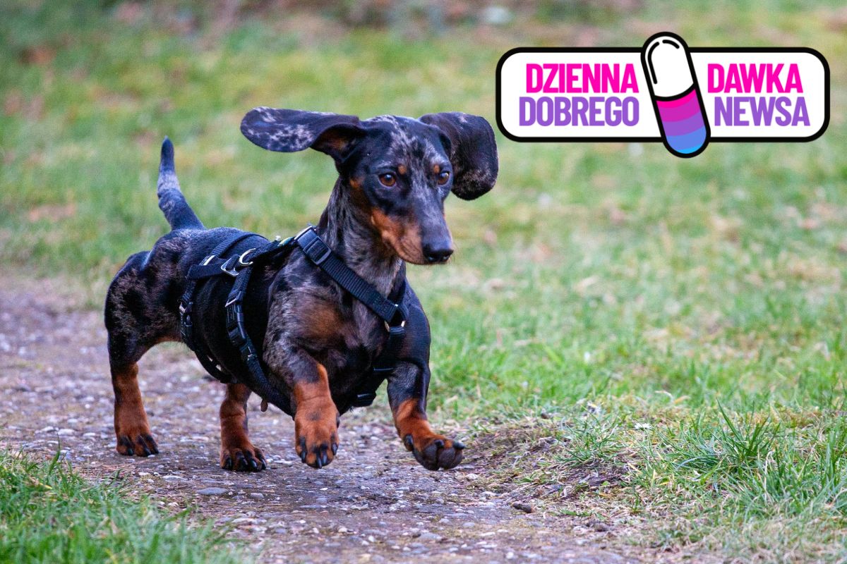 Jamnik przetrwał 529 dni w buszu. Trwa dyskusja nt. psich instynktów