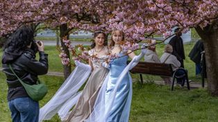 Kraków: Mała Japonia w Bronowicach. Wycieczki na słynną aleję wiśniową